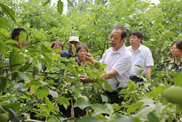 图为李保国在田间为田舍解说核桃栽培实用技术。